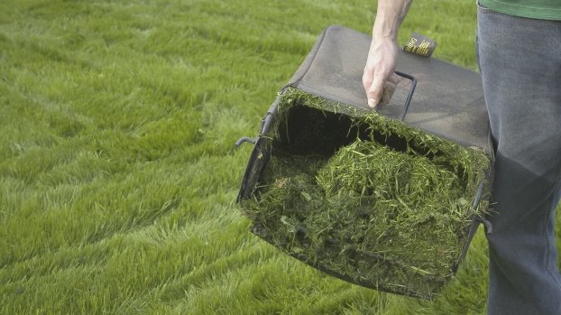 grass_clippings
